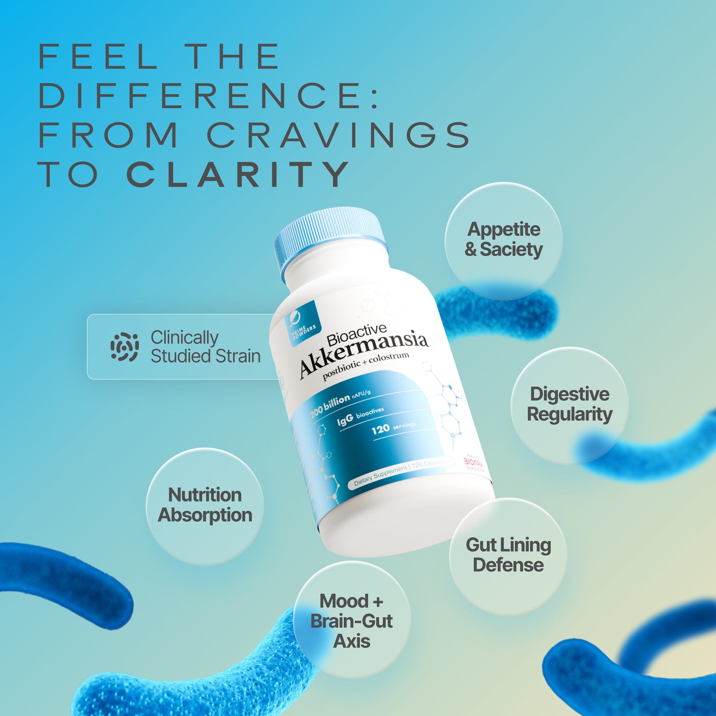 Bioactive Akkermansia