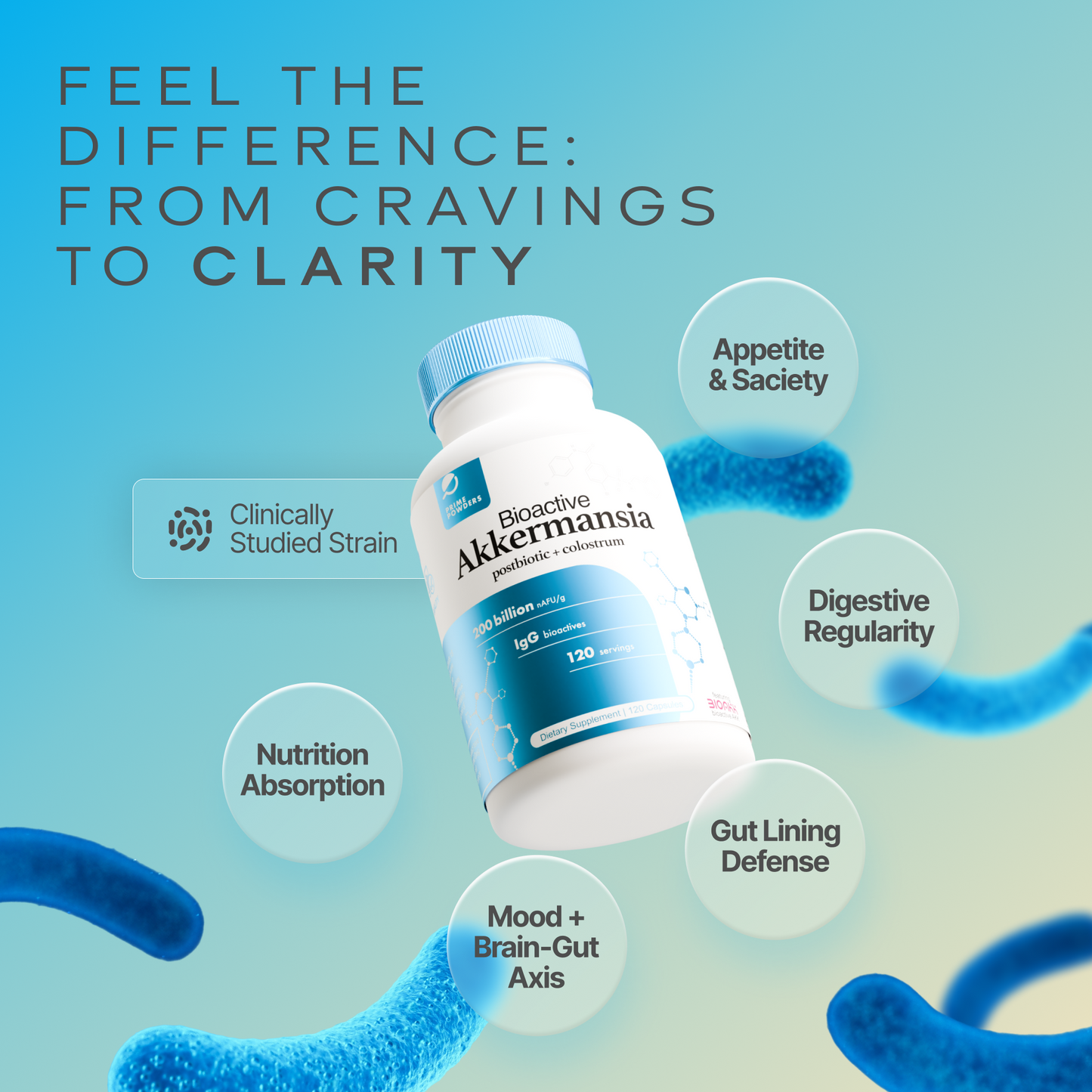 Bioactive Akkermansia